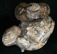 Hoploscaphites Ammonite With Clam Fossils - Montana #16966-2